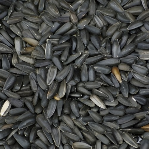 Black Sunflower Seeds 2.5 Kg - Prodac