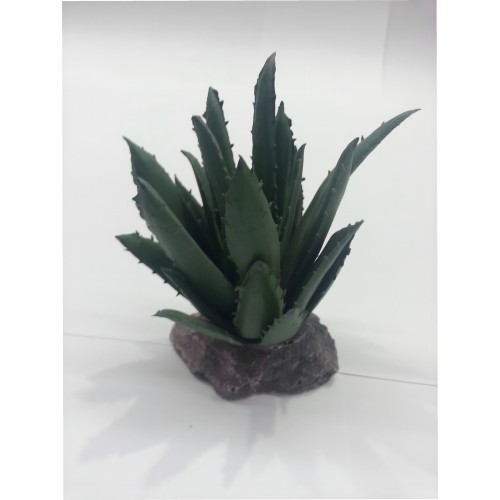 Cactus Sierra Madre 12cm - Decoración de Plantas de Interior