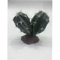 Cactus Sinai - Planta Decorativa para Terrarios