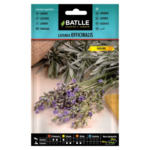 Lavanda Batlle - Hierba Aromática para Jardinería