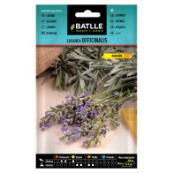 Lavanda Batlle - Hierba Aromática para Jardinería