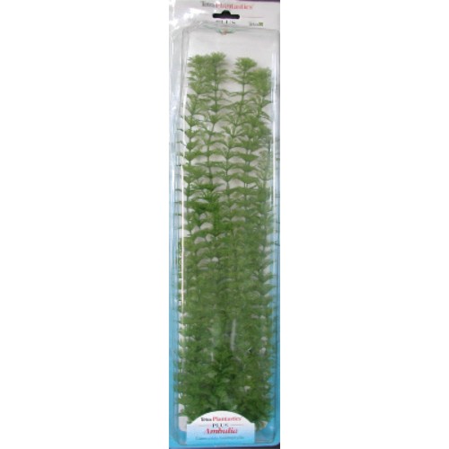 Planta Ambulia Plus (28-33cm) San Dimas