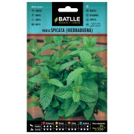 Mint Spicata Seeds - Flavorful Herb for Cooking