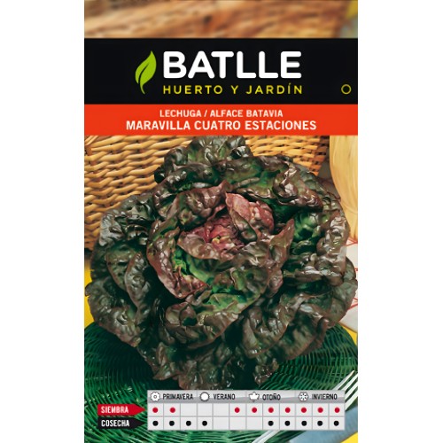 Batlle Lettuce 4 Seasons Seeds - Home Gardening