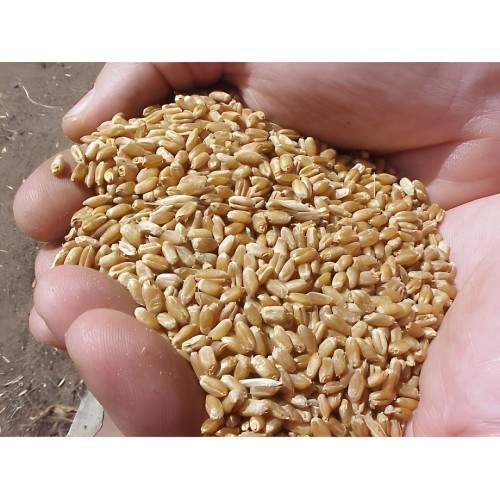 Wheat (25 Kg)