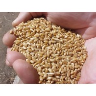 Wheat (25 Kg)