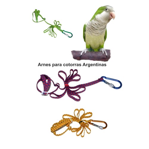 Harness for Argentine Parrot - Safe Outdoor Adventures