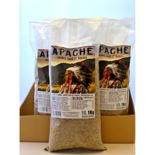 Alpiste Canada Apache 5 Kg - Alimento para Aves