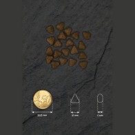 Optima Nova Puppy Sensitive Salmon Patata 2 Kg.