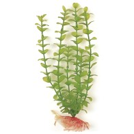 Green Bacopa 20 cm Aquarium Plant