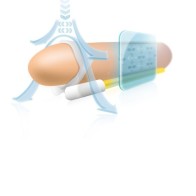 Andropenis Mini for Effective Penis Extension