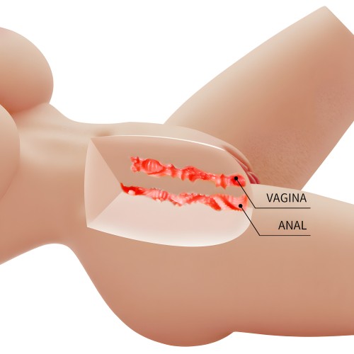 Crazy Bull Lily Realistic Female Torso