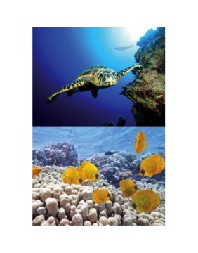 Fish Aquarium Decorations